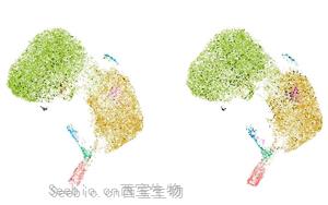 科学家发现了一种新的癌症免疫治疗靶点：功能失调的<font color='red'>B细胞</font>