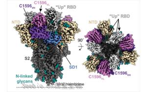 Science子刊：新的抗体显示出击败所有SARS-CoV-2变体的潜力