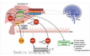 《Nature》斯坦福大学发现天然减肥分子，抑制食欲有望替代“Ozempic”且无副作用
