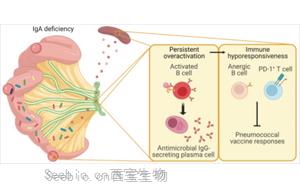 Science子刊：肠道菌群、免疫球<font color='red'>蛋白A</font>与疫苗效力的关系