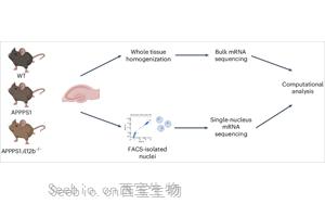 Nature Aging：炎症信使助长了<font color='red'>阿尔茨海默病</font>