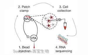 《Nature》肥胖背后的神经机制与恢复进食愉悦的关键分子靶点