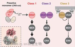 BRAF致癌突变通过αC螺旋位移解除自抑制的共通机制解析