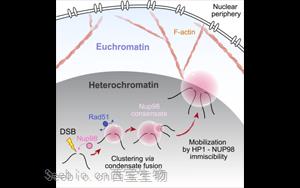 Molecular Cell：DNA修复系统中的“隐藏玩家”——Nup98