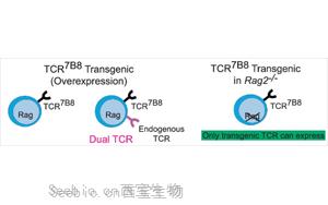 肠道炎症通过菌群特异性CD4+ T细胞介导神经炎症的机制研究