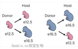 小鼠GABA能神经元发育中前体细胞成熟能力的时序调控机制解析