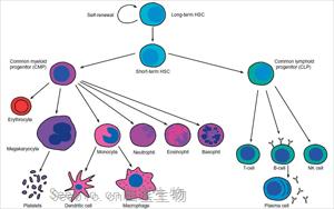 Nature Genetics：新方法揭秘癌细胞的进化过程