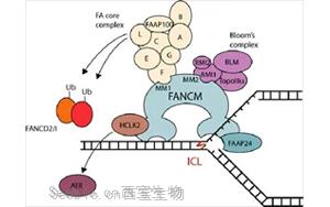 隐性FANCM癌症综合征：揭示高癌症风险、化疗毒性、染色体脆性和性腺功能衰竭的新型遗传综合征