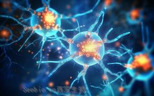大脑的后勤补给队：8大功能原料守护神经细胞大盘点