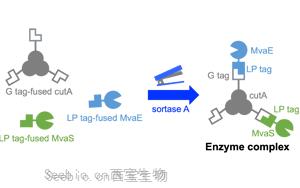 高品质分选酶，Seebio(R) Sortase A，助力ADC研发，推动前沿生物医药创新