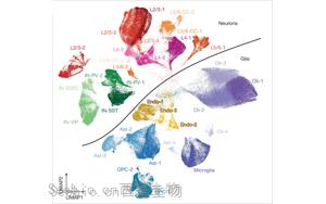 Nature：<font color='red'>大脑</font>衰老伴随着持家基因的表达下调