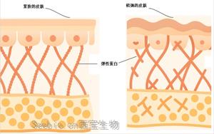 超分子弹性蛋白：肌肤弹性的“隐形守护者”