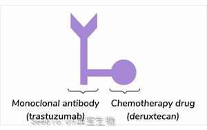 抗体药物偶联物Trastuzumab Deruxtecan在HER2低表达转移性<font color='red'>乳腺癌</font>中的长期生存获益：DESTINY-Breast04 III期试验最终分析