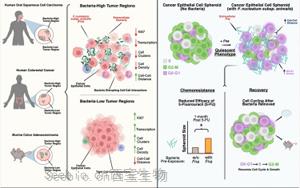 Cancer Cell：肿瘤中的细菌如何导致患者产生耐药性
