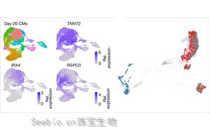 Nature破解科学谜题:终于找到了最常见的染色体异常引发心脏缺陷的关键基因 Nature破解科学谜题:终于找到了最常见的染色体异常引发心脏缺陷的关键基因