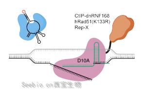 Nature Biotechnology:新的基因编辑技术可以治疗复杂的遗传疾病 Nature Biotechnology:新的基因编辑技术可以治疗复杂的遗传疾病