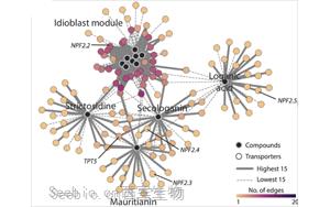 PNAS:首次整合两种单细胞方法来解析药用植物 PNAS:首次整合两种单细胞方法来解析药用植物