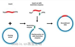 重组工具酶：驱动生物分析与制药研发的关键力量