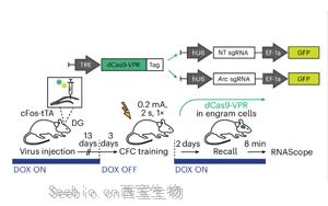 单基因座表观遗传编辑调控记忆表达：Arc启动子的细胞特异性表观遗传编辑机制研究