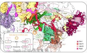 Nature:AI助力!首次捕捉到核糖体形成的全过程 Nature:AI助力!首次捕捉到核糖体形成的全过程