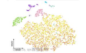 炎症相关小胶质细胞通过TNF信号轴破坏海马胶质网络通讯驱动术后神经认知障碍