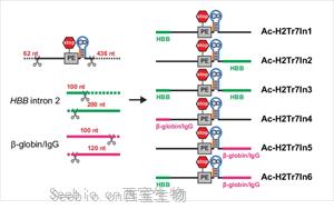 Nature Methods：一种用于控制基因活性的多功能工具