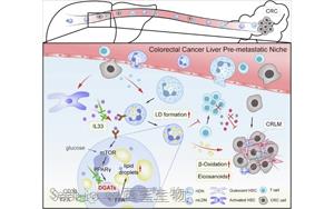 IL33诱导成熟低密度中性粒细胞脂滴形成驱动结直肠癌肝转移的机制与治疗新策略