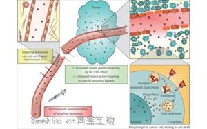 驱动多肽疗法进化:新修饰、偶联技术与多平台的融合创新 驱动多肽疗法进化:新修饰、偶联技术与多平台的融合创新