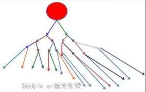 谱系限制性干细胞对人类造血的稳定克隆贡献揭示造血干细胞命运决定新机制