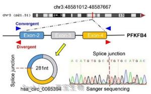 缺氧诱导环状RNA编码蛋白cPFKFB4通过调控PKM2剪接促进胰腺癌代谢重编程的新机制