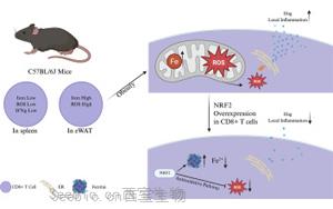 肥胖会改变脂肪组织中CD8+ T细胞的<font color='red'>铁代谢机制</font>,从而加剧代谢性炎症 肥胖会改变脂肪组织中CD8+ T细胞的<font color='red'>铁代谢机制</font>,从而加剧代谢性炎症