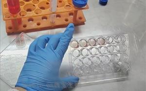 精准营养,塑造未来:类器官培养基的新纪元 精准营养,塑造未来:类器官培养基的新纪元