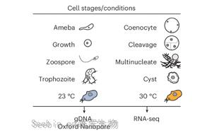 腺嘌呤DNA甲基化在转录许可染色质中的广泛存在揭示真核生物表观<font color='red'>遗传</font>进化新机制
