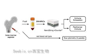 在白血病发生之前，慢性炎症重塑了骨髓微环境