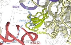 在发生碰撞的核糖体上激活ZAK蛋白