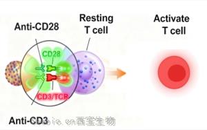 免疫细胞激活产品全览:T细胞、<font color='red'>NK细胞</font>与DC细胞 免疫细胞激活产品全览:T细胞、<font color='red'>NK细胞</font>与DC细胞