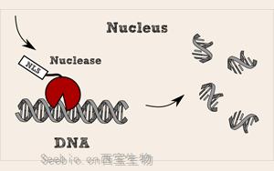 全能核酸<font color='red'>酶</font>，生物制品纯化中的隐形卫士