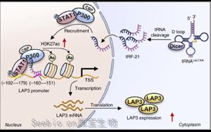 tRF-21LeuTAA 通过改变谷胱甘肽代谢酶来促进氧化应激，从而支持前列腺癌的进展 开放获取