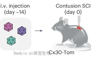 Nature子刊:脊髓损伤后神经系统如何启动修复机制? Nature子刊:脊髓损伤后神经系统如何启动修复机制?
