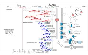 追溯基因复制时间揭示真核生物起源的演化蓝图