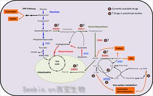 糖酵解来源的丝氨酸代谢受损是<font color='red'>衰老</font>相关足细胞损伤的关键驱动因素 糖酵解来源的丝氨酸代谢受损是<font color='red'>衰老</font>相关足细胞损伤的关键驱动因素
