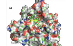 一文读懂分选酶从科研工具到产业应用 一文读懂分选酶从科研工具到产业应用