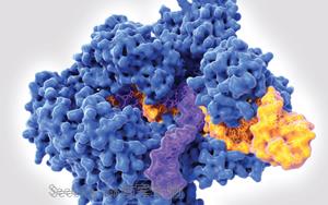 西宝生物生化诊断酶:精准诊断的核心助力 西宝生物生化诊断酶:精准诊断的核心助力