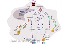 NEDD4L通过泛素化Gasdermin D/E抑制细胞焦亡:炎症调控的新机制 NEDD4L通过泛素化Gasdermin D/E抑制细胞焦亡:炎症调控的新机制