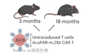 《自然-衰老》:CAR-T疗法助力肠道健康 《自然-衰老》:CAR-T疗法助力肠道健康