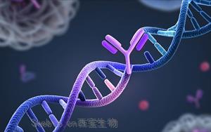 科学-转化医学：<font color='red'>靶标蛋白</font>的遗传变异可能影响抗体疗法的效果