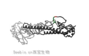 分选酶A在蛋白修饰上的应用