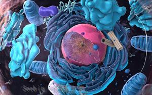 Cell Systems：细胞如何平衡其蛋白质水平