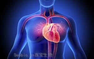 最新研究揭示糖尿病会从生理上重塑人类心脏 最新研究揭示糖尿病会从生理上重塑人类心脏