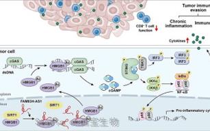 中大团队揭示<font color='red'>乳腺癌</font>细胞逃避免疫防御的新机制